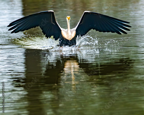 The Anhinga skims the surface, wingtips brushing water and scattering droplets into the air. With focused precision, it will lower its sleek body, eyes fixed on unseen prey in swift motion.