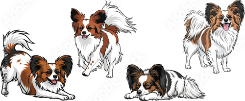 Papillon Dog play bow running playful lying down standing pose set