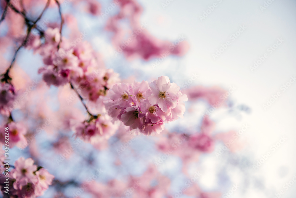 Obraz premium Pink Cherry Blossom Flowers Close Up Spring