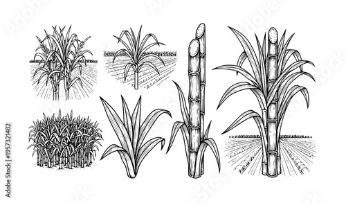 Vintage sugarcane plant engraving icon collection with field illustration black and white vector set