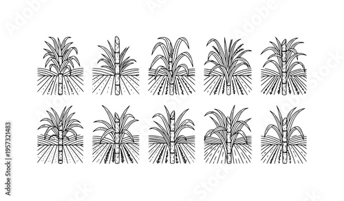 Sugarcane plant outline icon set with field illustration thin line vector isolated on white