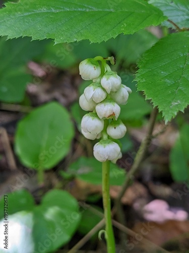 Round-leaved wintergreen Pyrola rotundifolia in natural habitat