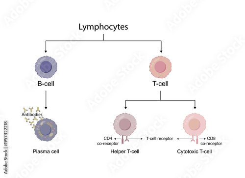 Types of Lymphocytes, adaptive immune system, cytotoxic and helper t cells, B cell, plasma cell and memory cell. vector illustration.