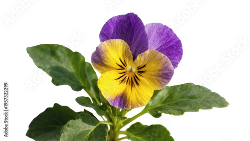 Beautiful vibrant purple and yellow pansy flower with lush green leaves, elegant studio shot