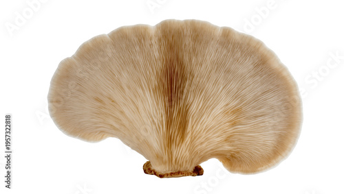 Canvastavla Beautiful fresh oyster mushroom underside showing delicate radiating gills and t