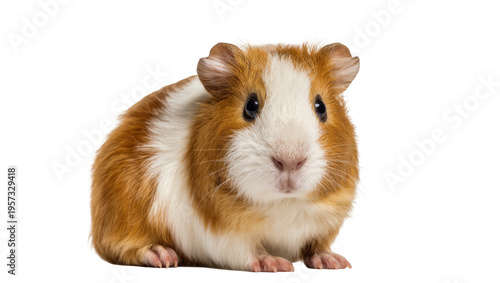 фотографія Adorable young furry brown and white domestic guinea pig pet rodent standing and