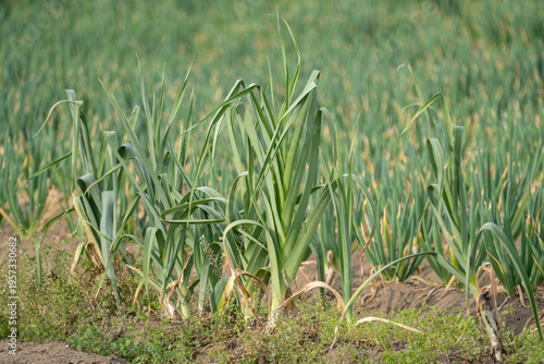 リーキ畑 Allium ampeloprasum