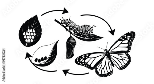 The life cycle of a butterfly is visually represented in a circular diagram depicted as a striking silhouette high quality professional