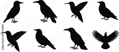 Crow silhouettes collection, black bird poses set, flying and perched raven illustration, isolated vector birds, wildlife avian design bundle