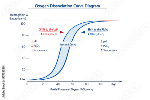 Oxygen Dissociation Curve Diagram Showing Hemoglobin Saturation and Oxygen Transport Relationship