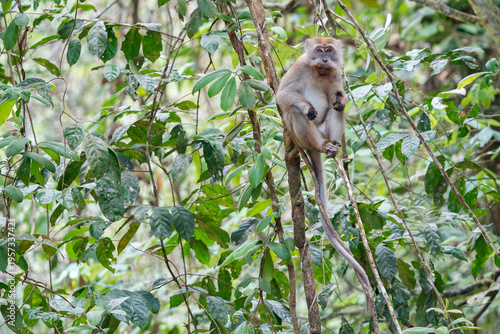 Photography A Long-tailed Macaque stares at you in Asia, Malaysia