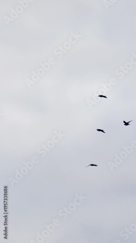 Birds fly against the blue sky.  Slow motion.