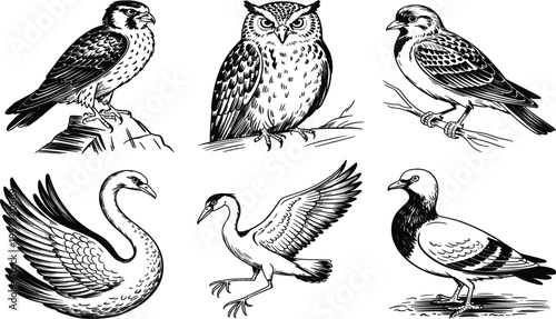 Vintage bird engraving vector set, hand drawn owl swan hawk and pigeon, retro wildlife illustration