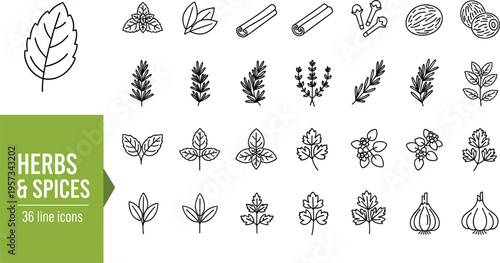 Set of thirty six line icons for herbs and spices featuring basil rosemary cinnamon garlic and cloves for culinary and healthy cooking