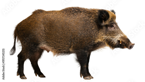 Konstfotografi Full body profile of a large adult wild boar with dark brown bristly fur and pro