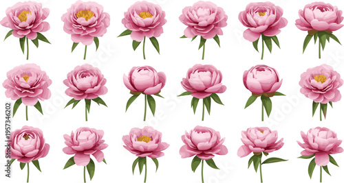 Large vector collection of pink peony flower blossoms in various stages of bloom including buds and open petals for wedding and floral design