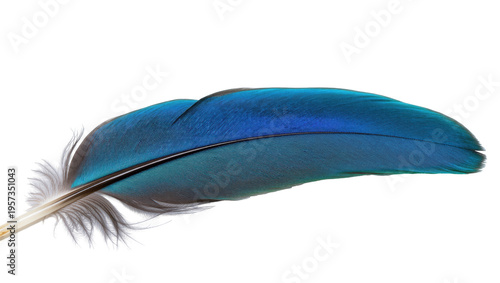 Vibrant iridescent blue bird feather showing delicate texture and natural elegance
