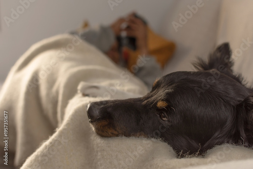 Dog resting on blanket on owner's lap while man uses phone in background at home