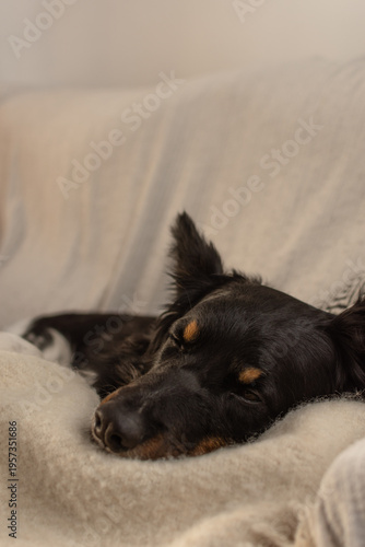 Close-up of tricolor dog sleeping peacefully on a cozy white blanket on a sofa