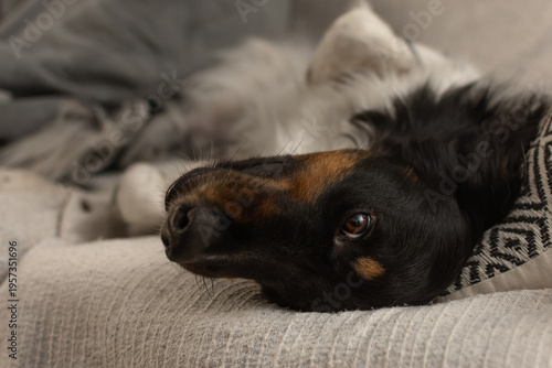 Candid portrait of a tricolor dog lying on its back on a sofa looking at camera with a playful expression