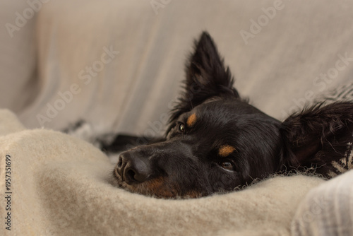 Close-up portrait of a tricolor dog with warm eyes open, resting comfortably on a soft blanket