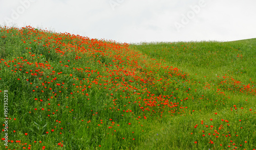 Expansive Poppy Slope Under Overcast Sky, Scattered Red Blooms Across Rolling Grassland, Moody Clouds And Soft Bishkek, Kyrgystan