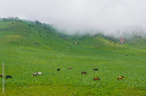 Herd Grazing Across Lush Green Hillside, Scattered Horses Roam Under Low Cloud Bank, Expansive Pastoral