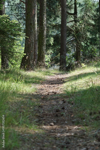 Detailed woodland trail with blurred background and soft bokeh, natural path leading through forest floor