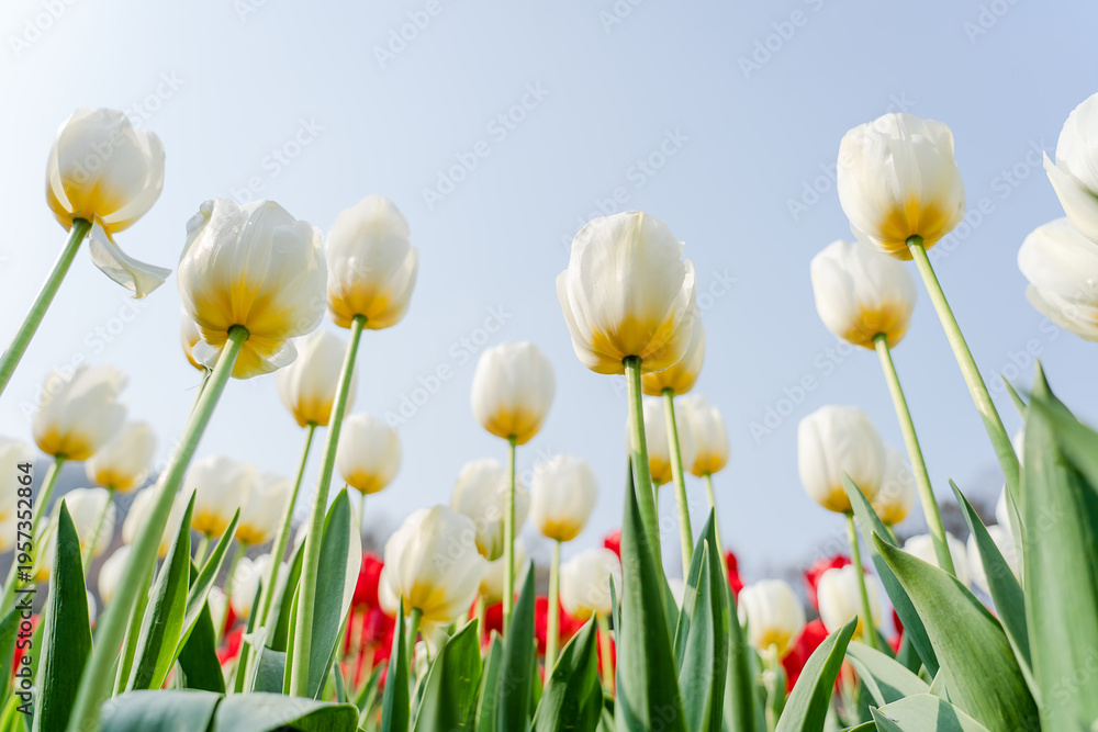 Fototapeta premium Close-up of the colorful tulips in spring