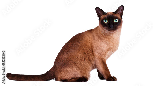 Foto Elegant brown Tonkinese cat with captivating green eyes sitting patiently and lo