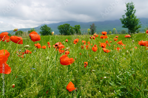 Wide Red Poppy Field Under Clouds, Rolling Green Hill Dotted With Dense Wildflowers, Moody Light And Distant