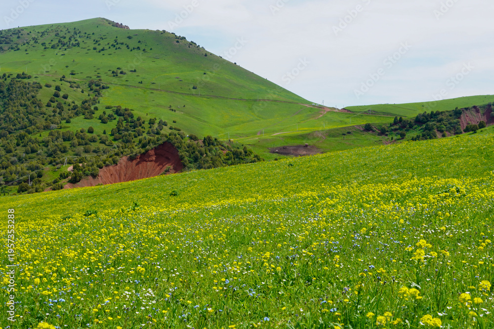 Obraz premium Green Rolling Hills And Wildflower Meadow Spread Across Sunlit Valley With Patches Of Yellow Blooms, Distant
