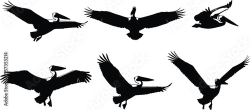 Pelican bird silhouettes in flight poses, wildlife illustration, black and white artwork, avian species study, large wingspan design, nature background