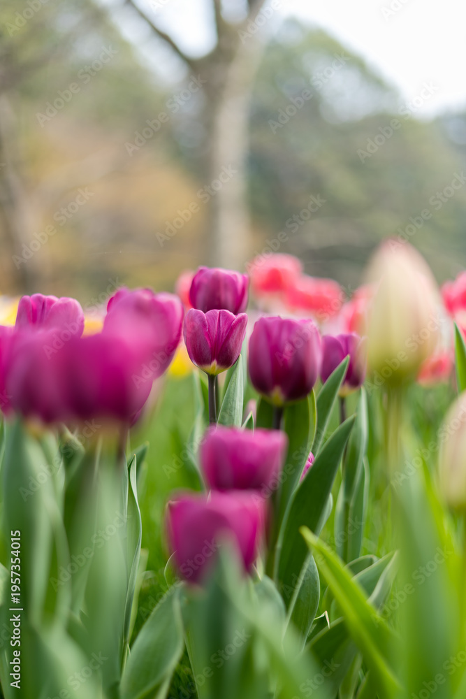 Obraz premium Purple tulips as the background