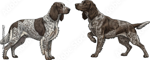 Picardy Spaniel dog pointing stance side profile standing pose set