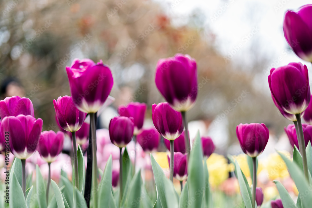 Obraz premium Purple tulips as the background