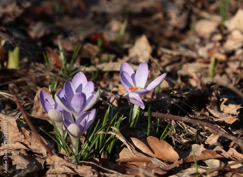 pretty lila flowers of crocus plants at spring