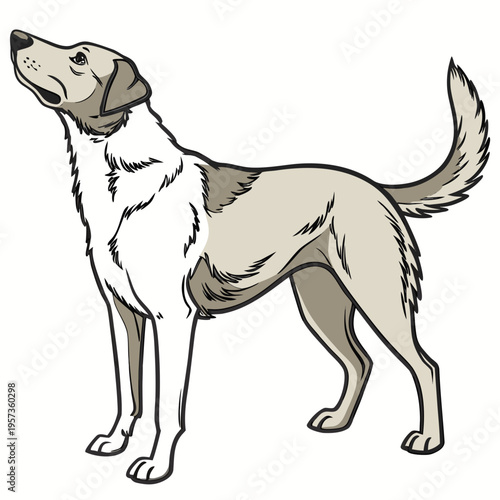 Beige Dog with Floppy Ears standing dog looking up