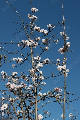Viburnum Farreri bush with n pink,fragrant flowers