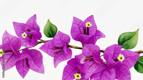 Vibrant Purple Bougainvillea Branch with Blooming Flowers on Green Stem, Close-Up Tropical Botanical Photography