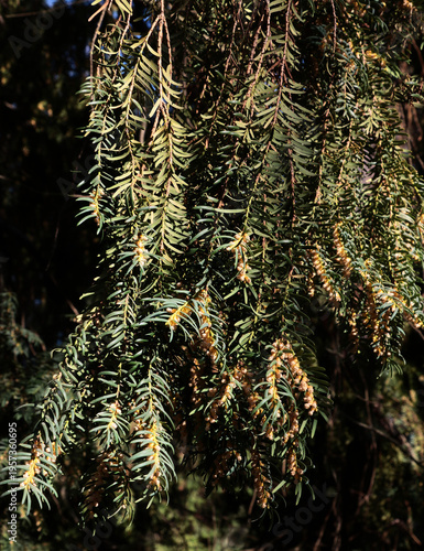yew-tree - Talus Baccate twigs blooming.