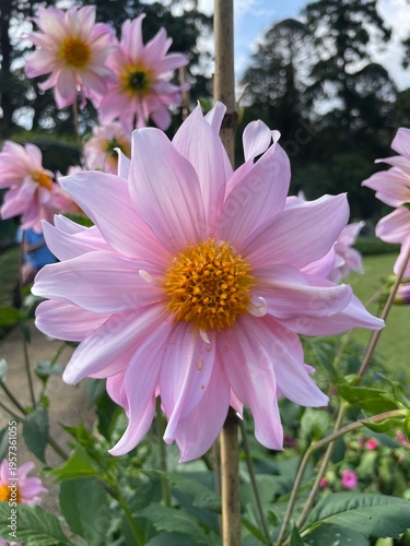 pink dahlia flower