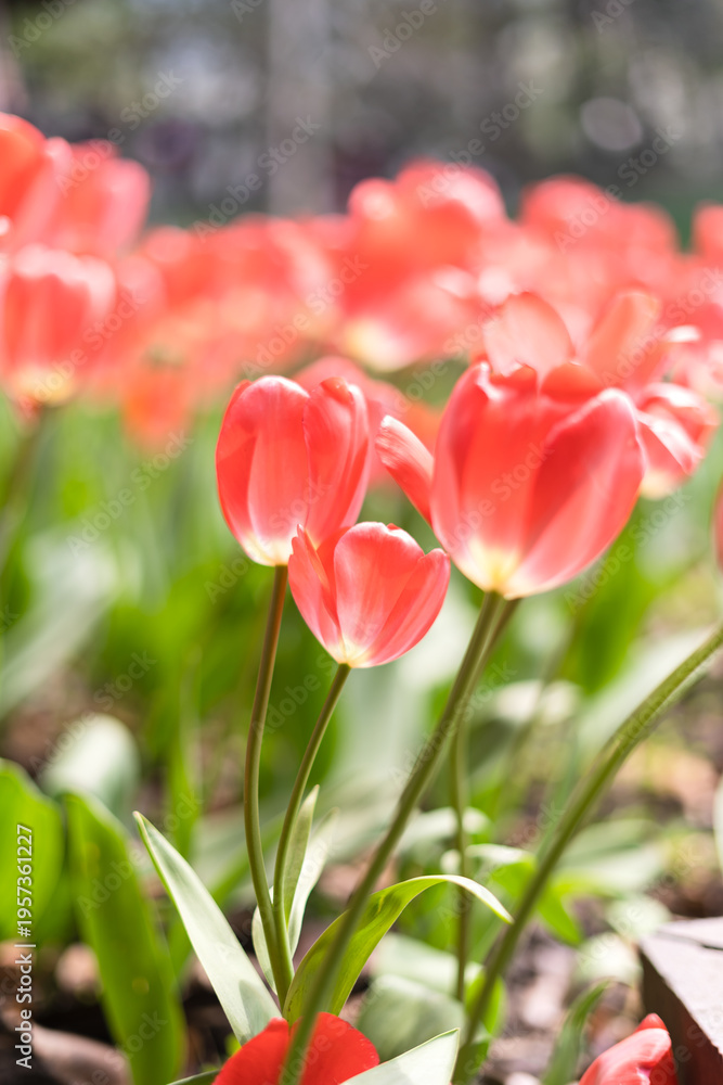Fototapeta premium Pink tulips as the background