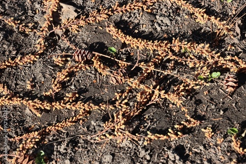 fallen flowers-catkins abd cones of sequoia tree at spring