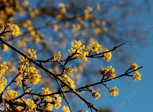 cornus mas fruit trees blossoming at spring