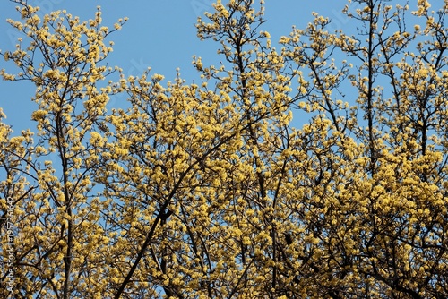 cornus mas fruit trees blossoming at spring