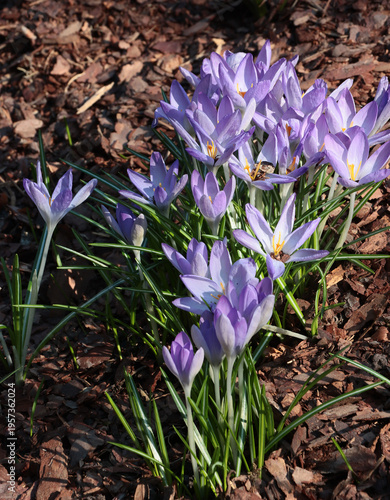 pretty lila flowers of crocus plants at spring