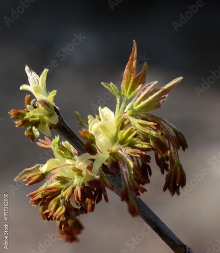 yellow and brown  flowers on a branch of Acer Negundo tree macro