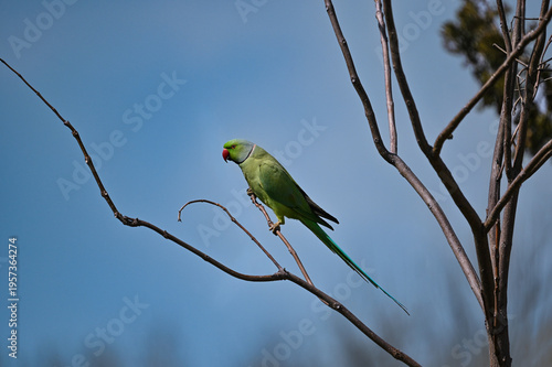 Rose-ringed Parakeet Perched on Tree Branch with Blue Sky Background