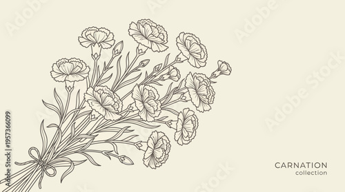Botanical illustration of carnation flowers with buds and leaves in a vintage hand-drawn sketch style.